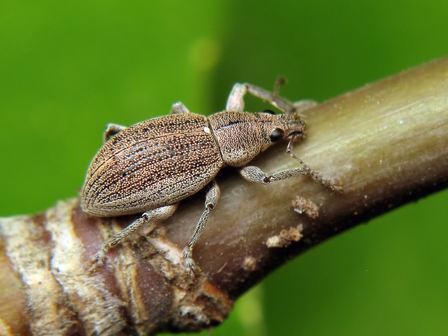 Sciaphobus squalidus (Gyllenhal, 1834)